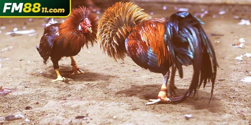 Đá Gà 3 Loại hình cựa dao hấp dẫn
